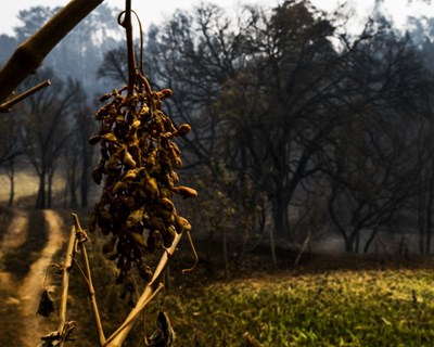 Pedrógão Grande: criada Comissão de Populares para a Defesa da Floresta e do Mundo Rural