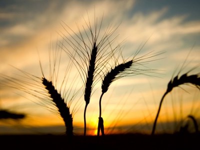 Penafiel: agricultura é o tema da Agrival 2015