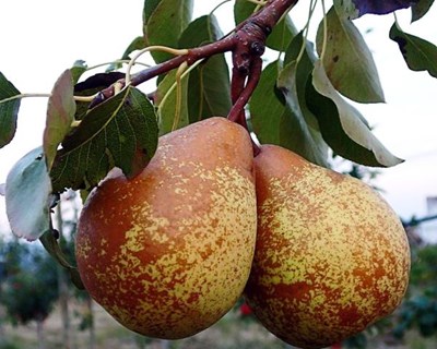 Pera Rocha do Oeste apresentada em certame que acontece na China