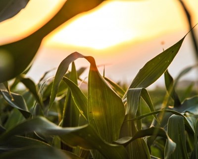 Perda de culturas para pragas de insetos irá agravar-se com o aumento das temperaturas