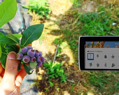 Phorland: a inovação do software de gestão agrícola