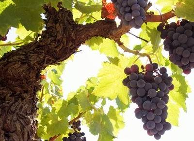 Pinhel organiza "Beira Interior - Vinhos & Sabores"