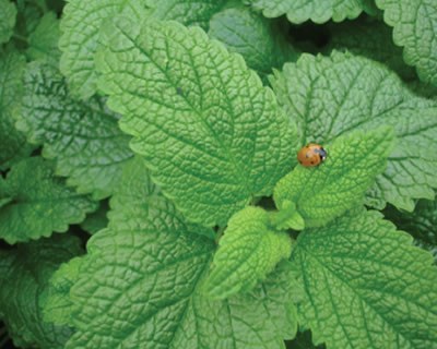Plantas Aromáticas e Medicinais com Interesse para Secagem, Produzidas no Modo de Produção Biológico: Erva cidreira, Hortelã pimenta, Manjericão grande, Tomilho limão e Tomilho bela luz (Parte II / II)
