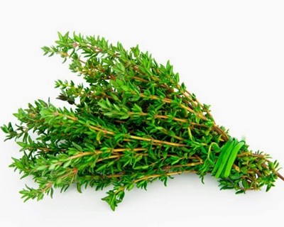 “Plantas aromáticas”: obra apresentada na EDIA