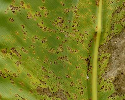 Plantas: portugueses descobrem nova doença na Europa