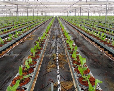Plasticultura: soluções biodegradáveis são o futuro