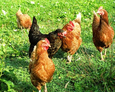 Politécnico de Coimbra estuda utilização de galinhas no controle de infestantes na agricultura biológica