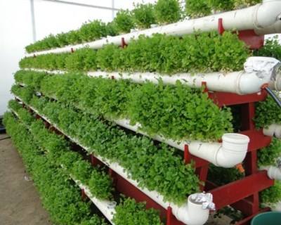 Pombal é palco de workshop sobre Técnicas de Cultivo Hidropónicas e Semi-hidropónicas