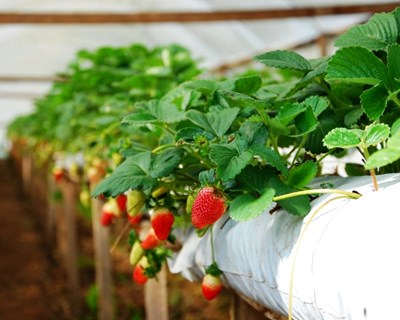 Pombal recebe workshop de “Técnicas de Cultivo Hidropónicas e Semi-hidropónicas”