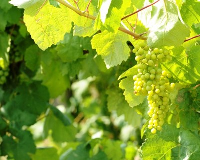 Ponte Lima: Festa do Vinho Verde 2015 chega em junho