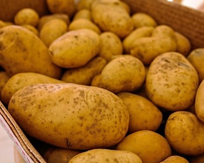 Porbatata participa nos ensaios de novas variedades de batata