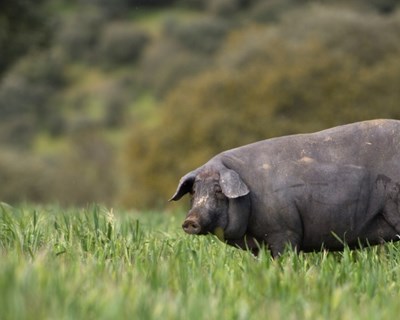 Porco Ibérico: proposta de IGP conjunta para Portugal e Espanha