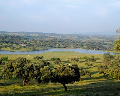 Portel: à descoberta do montado e das paisagens do Sul