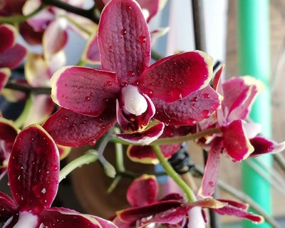 Porto recebe em abril Exposição Internacional de Orquídeas