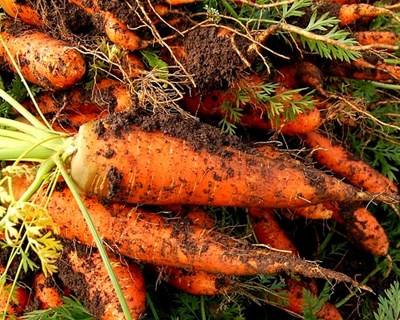 Porto recebe em setembro “Encontro de Química dos Alimentos”