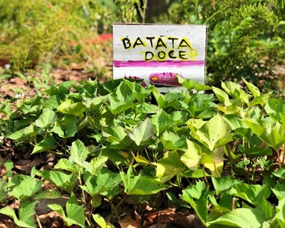 Porto recebe workshop sobre "Urban Agriculture"