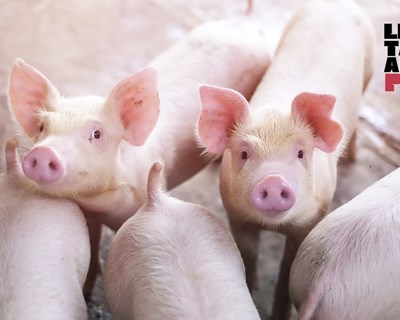 Portugal apresenta primeiras certificações em bem-estar animal de suínos