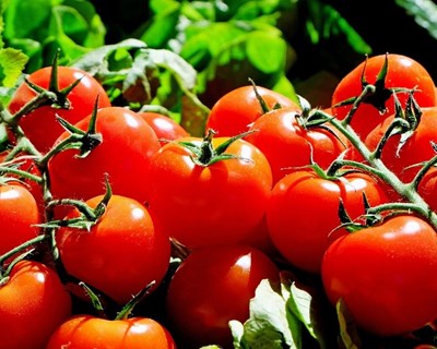 Portugal autossuficiente em 85% com culturas do azeite e tomate em destaque