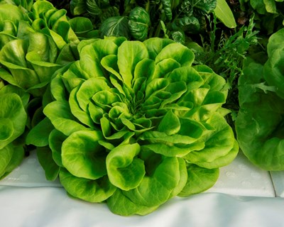 Portugal Fresh promove workshop sobre internacionalização na Agroglobal