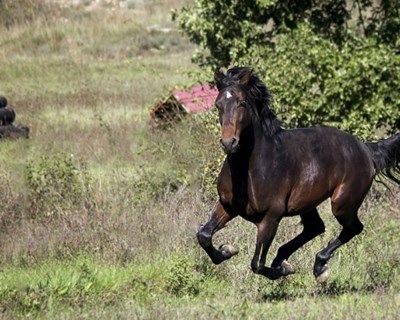 Portugal já pode exportar cavalos para a Arábia Saudita