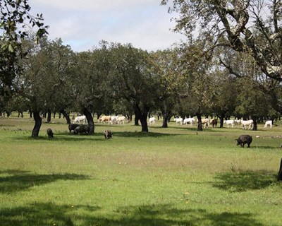 Portugal perde cinco mil hectares de montado todos os anos