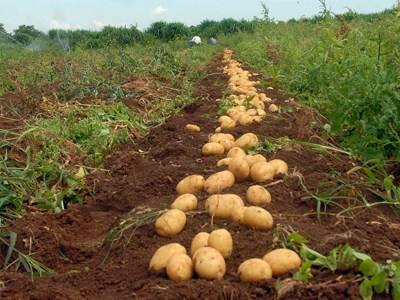 Portugal pressiona Bruxelas a operacionalizar apoios aos agricultores