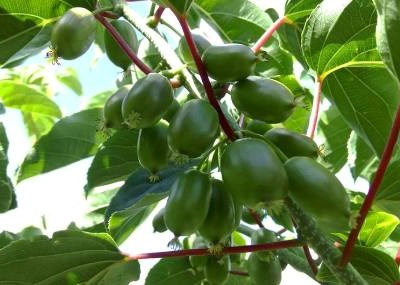 Portugal produz baby kiwis um mês antes do resto da Europa