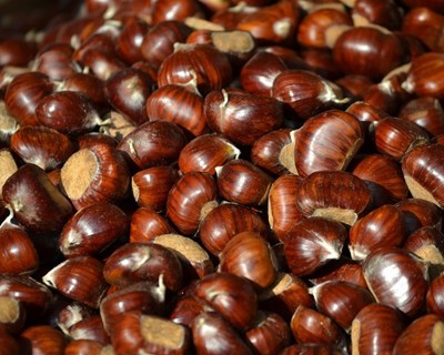 Portugal recebe em setembro 10º Encontro Europeu da Castanha