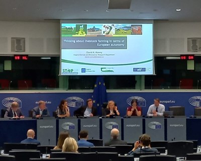 Portugal reforça papel da pecuária em debate chave no Parlamento Europeu