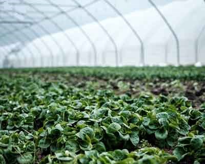 Portugal subscreve Declaração Conjunta dos países MED9 sobre Gestão Sustentável dos Riscos na Agricultura