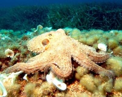 Portugal vai exportar polvo vivo para o Japão