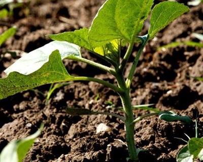 Poupar água, irrigar com «alta precisão»