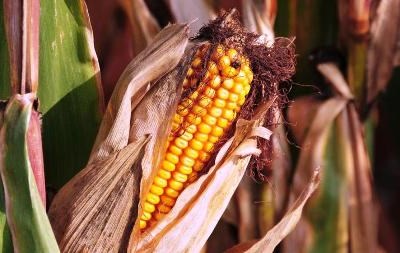 Praga afeta produção de milho e outras culturas em São Tomé