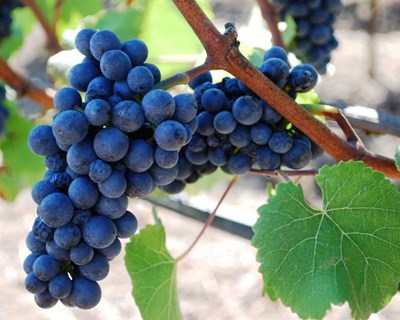 Prazo VITIS prorrogado para dia 1 de fevereiro