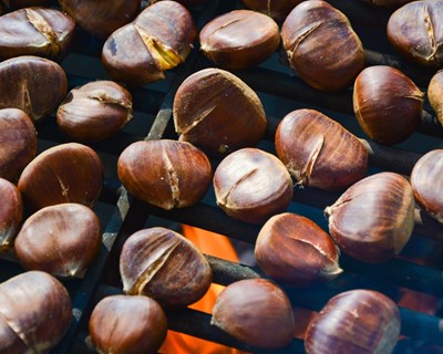 Precipitação e temperaturas amenas beneficiam produção de castanha