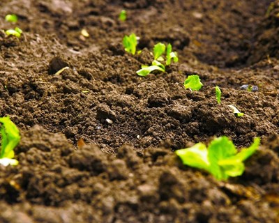 Preço médio dos produtos agrícolas cresce 24% em 2022