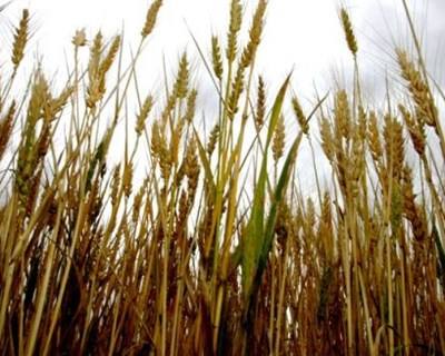 Preços dos alimentos caem para níveis de 2010