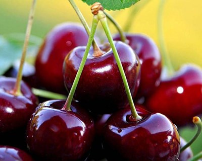 Prejuízos de oito milhões com quebra de produção de cereja do Fundão