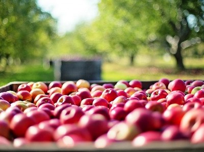 Presidente da República participa no I Roteiro 2020 para a Agricultura Portuguesa