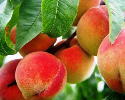 Previsões Agrícolas para julho