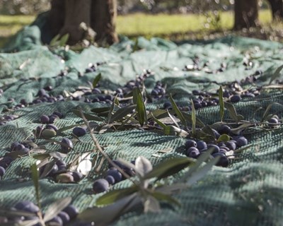 Previsões para produção de azeitona apontam para subida de 25% em 2017