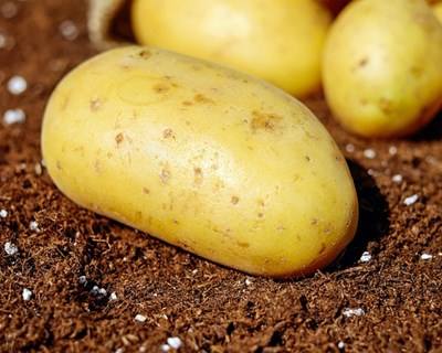 Principais produtores de batata da UE com quebra de produção