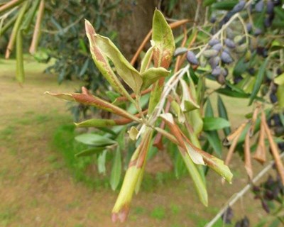 Procedimentos e medidas de proteção fitossanitária para a erradicação da bactéria Xylella fastidiosa
