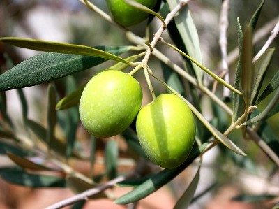 Produção de azeitona para azeite deverá ter atingido 3.º maior valor em 75 anos