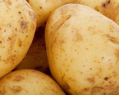 Produção de batata desce na Europa