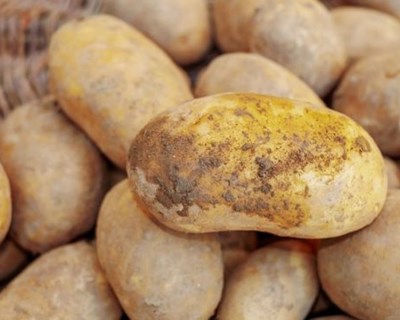 Produção de batata em 2020