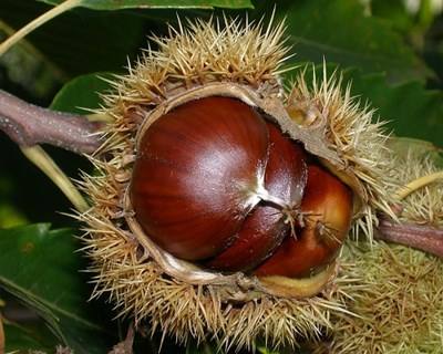Produção de castanha em perigo
