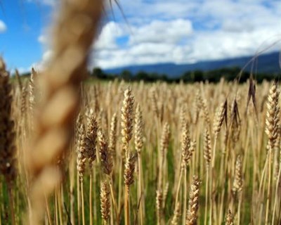 Produção de cereais na UE vai descer 7,5% em 2015