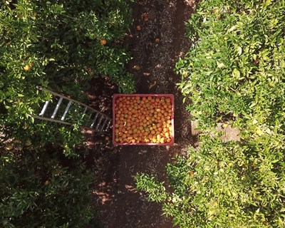 Produção de citrinos no Algarve aumenta 4,5%