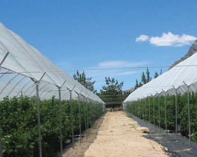 Produção de mirtilo em abrigo